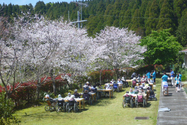 裏庭でお花見ランチ